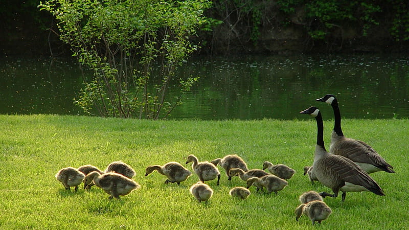 a family of canadian geese, pond, geese, summer, lawn, chicks, HD wallpaper