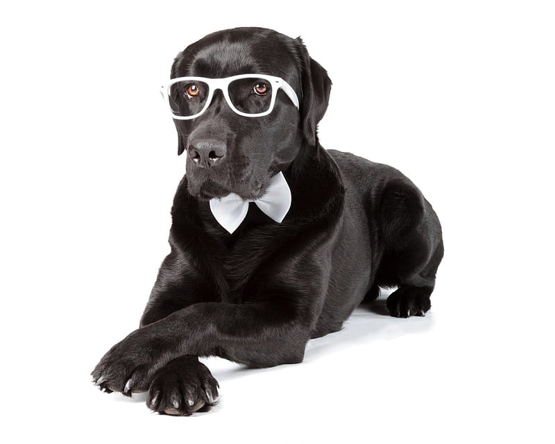 Just relaxing, glasses, caine, black, bow, animal, retriever, funny, white, dog, HD wallpaper