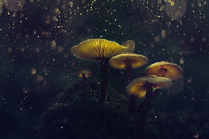 mushrooms, macro, glare, bokeh, light, HD wallpaper
