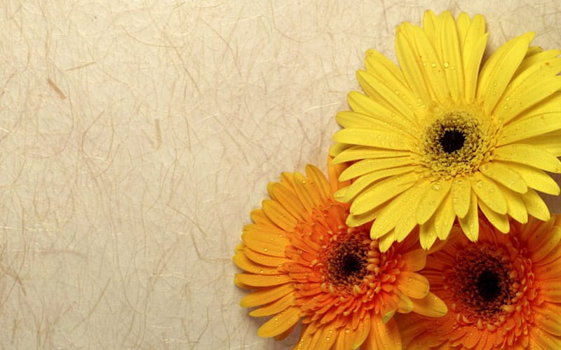 yellow and orange Gerberas, three, pretty, flowers, background, HD wallpaper