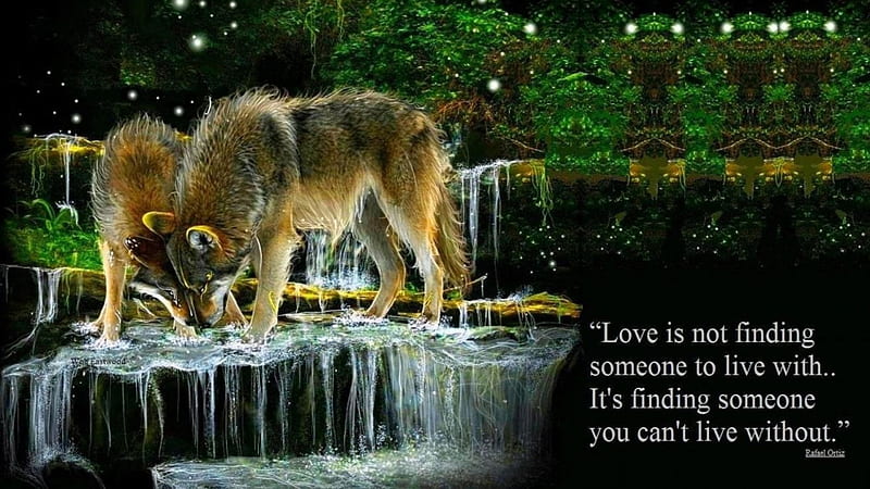 love is not, friendship, quotes, pack, dog, lobo, arctic, black, abstract, winter, timber, snow, wolf , wolfrunning, wolf, white, lone wolf, howling, wild animal black, howl, canine, wolf pack, solitude, gris, the pack, mythical, majestic, wisdom beautiful, spirit, canis lupus, grey wolf, nature, wolves, HD wallpaper
