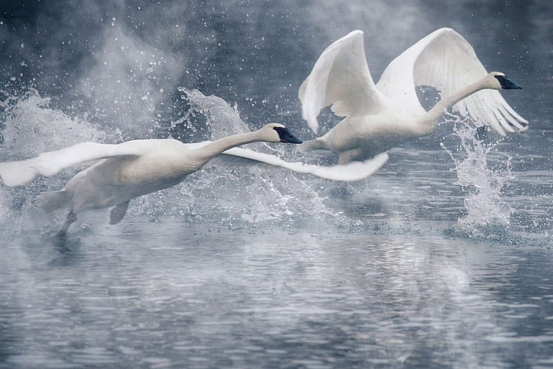 Swans, splash, water, wings, bird, flying, white, swan, blue, HD wallpaper