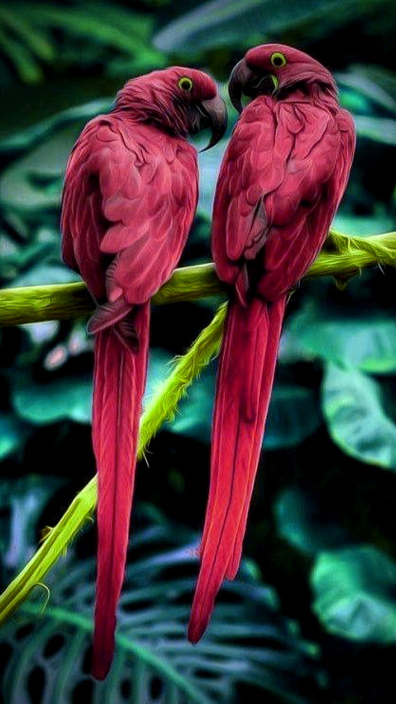 red parrots, birds, branches, leaves, nature, HD phone wallpaper