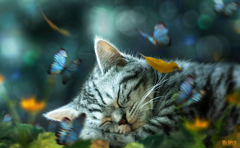 Cat Nap Daydream, cat, animals, HD wallpaper