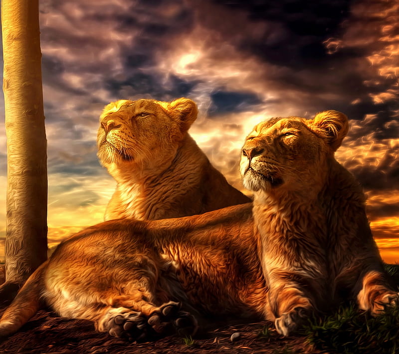 Lions, art, sunset, HD wallpaper