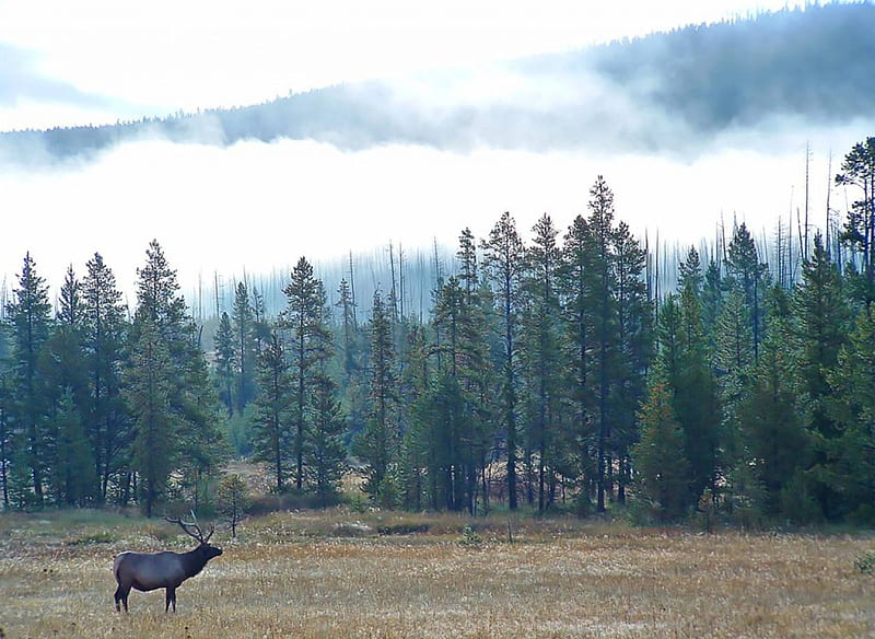 Elk in Meadows, forest, low cloud, yellowstone park, elk, HD wallpaper