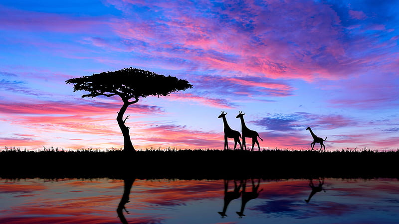 Africa Animal Giraffe Silhouette Sunset Tree African, HD wallpaper