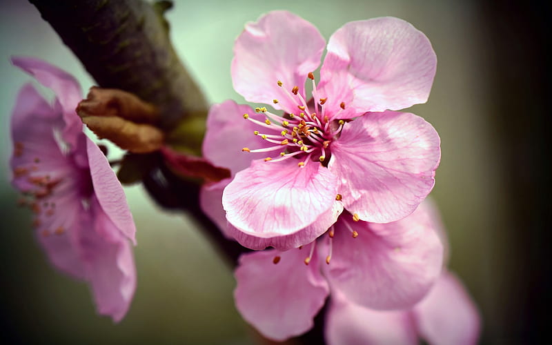 Japanese Cherry Blossoms, HD wallpaper