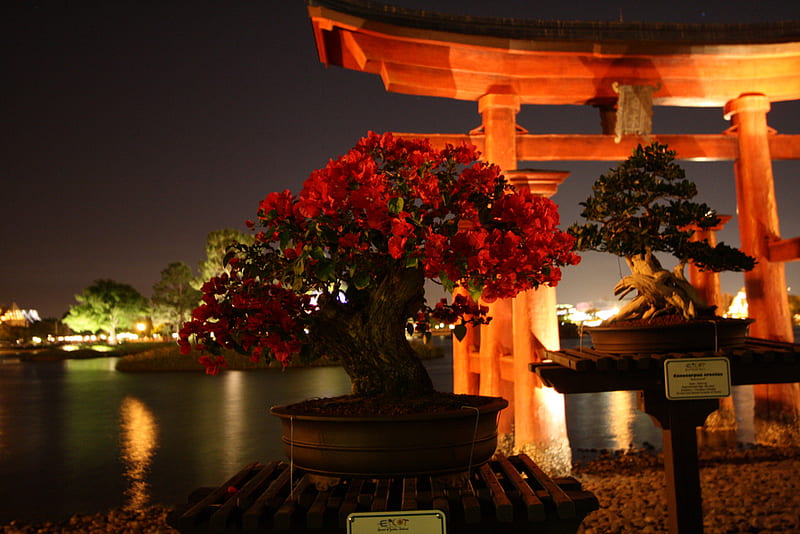 Bonsai Trees at Night, red, bonito, trees, small, wooden structure, lights, rooftop, leaves, water, night, HD wallpaper