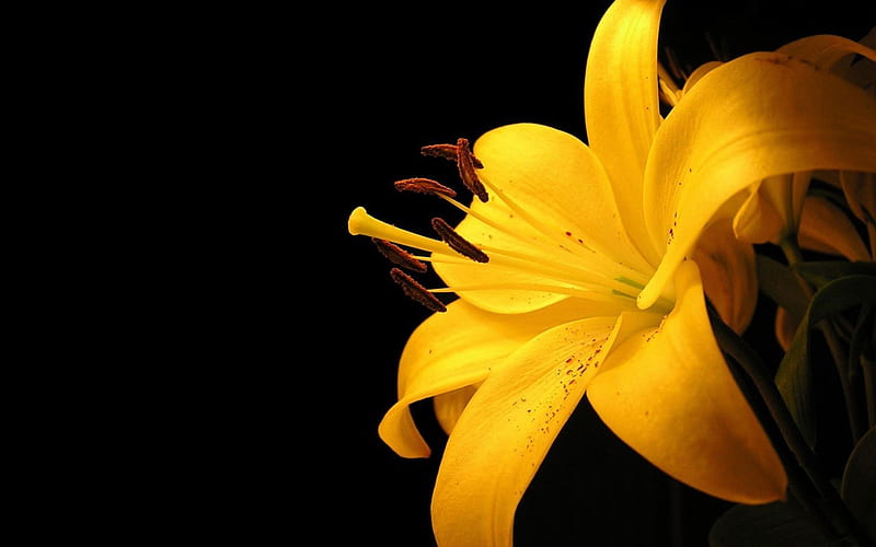 LOVELY LILLY, lillies, black background, large, flowers, yellow, lilly, nature, HD wallpaper