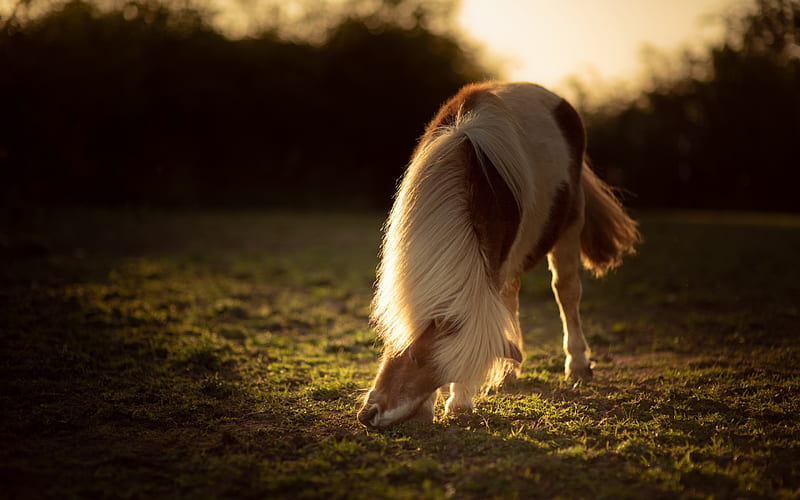 white brown horse, sunset, evening, field, summer, horse, HD wallpaper