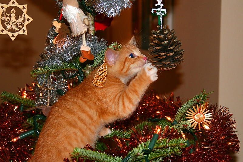 Christmas cat, cute, tree, paws, christmas, cat, pinecones, HD wallpaper