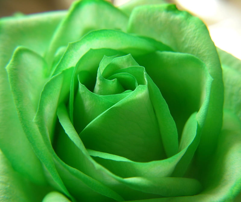 Green Rose, flower, HD wallpaper