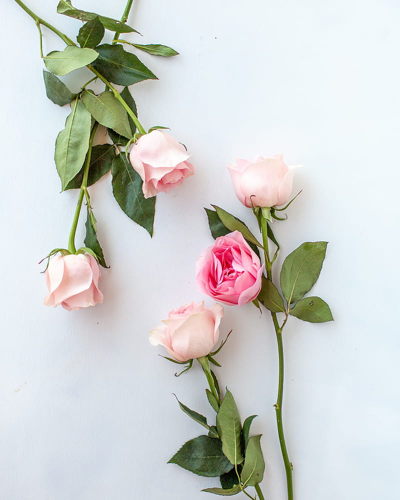 rose, flowers, pink, petals, HD phone wallpaper