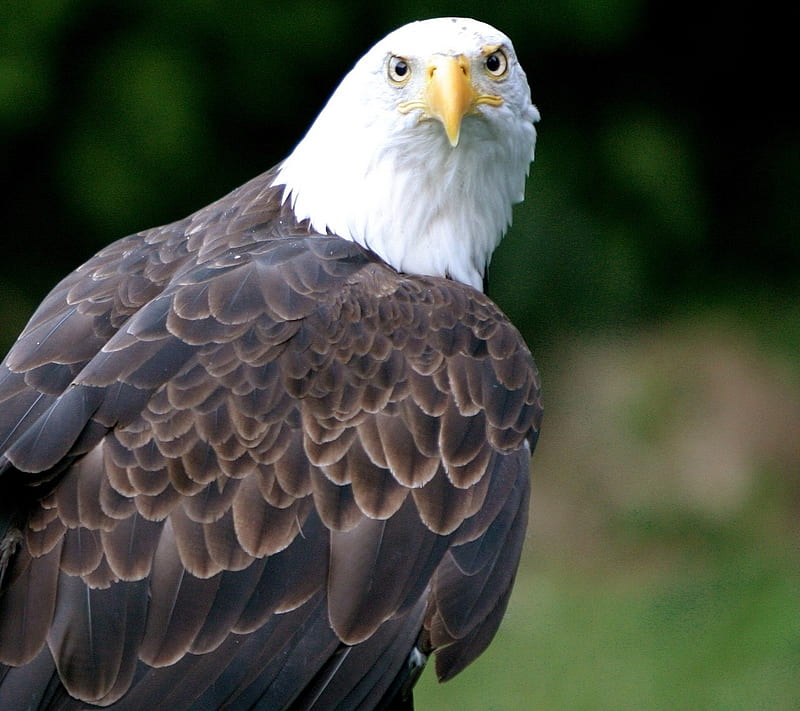 Eagle, bird, fly, dom, icon protected species, soar, symbol, wildlife, HD wallpaper