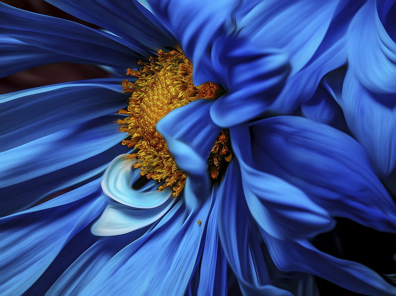 Micro Focus graphy of Blue and Orange Petaled Flower, HD wallpaper