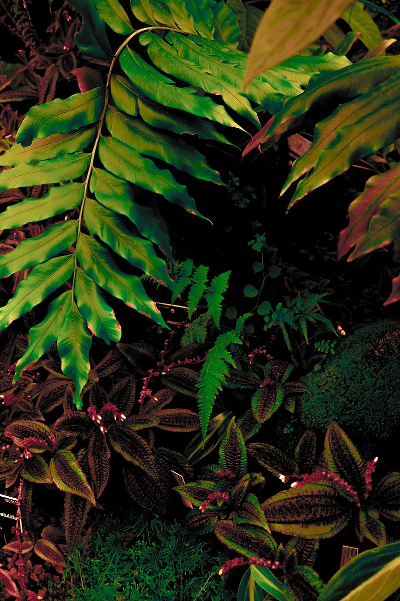 leaves, plant, green, vegetation, HD phone wallpaper