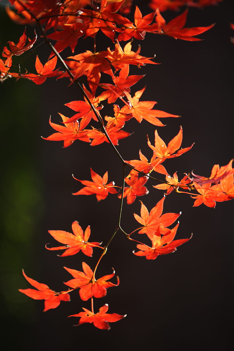 japanese maple, branch, leaves, red, macro, HD phone wallpaper