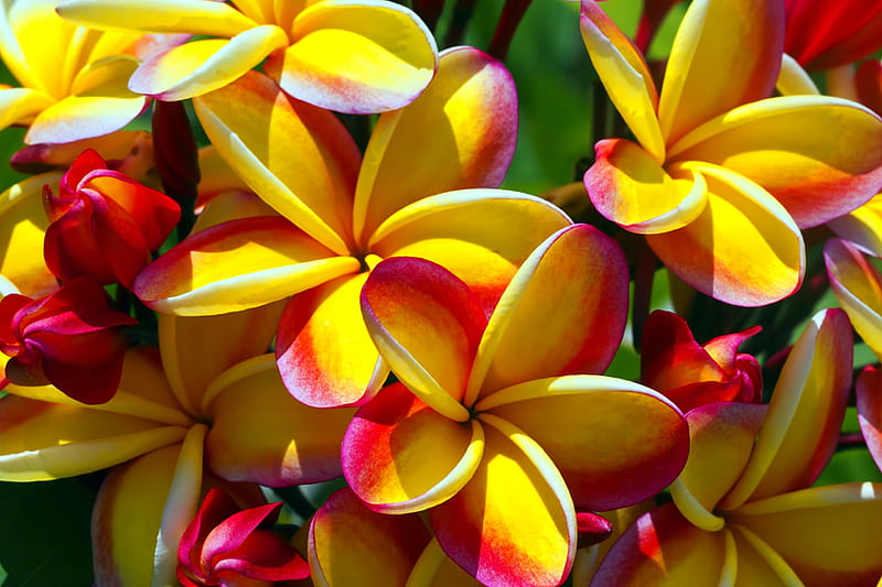 Plumeria, Summer, Sunset, Flower, HD wallpaper Plumeria, Summer, Sunset, Flower, HD wallpaper