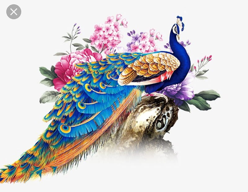 Beautiful Peacock  Water Digitally Printed Wallpaper  DecorGlance