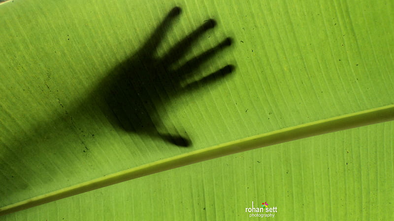 Man n Nature, shadow, hand, banana, leaf, HD wallpaper