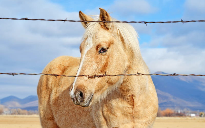 Golden Horse, animals, horse, golden, HD wallpaper
