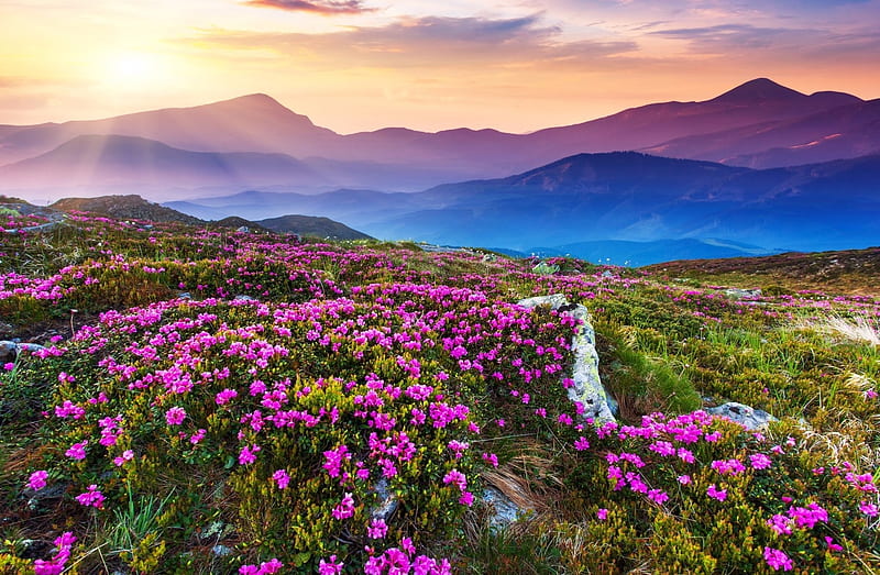 Valley of Flowers, sun, National Park, Uttarakhand, sky, clouds, valley,  sunrays, HD wallpaper | Peakpx