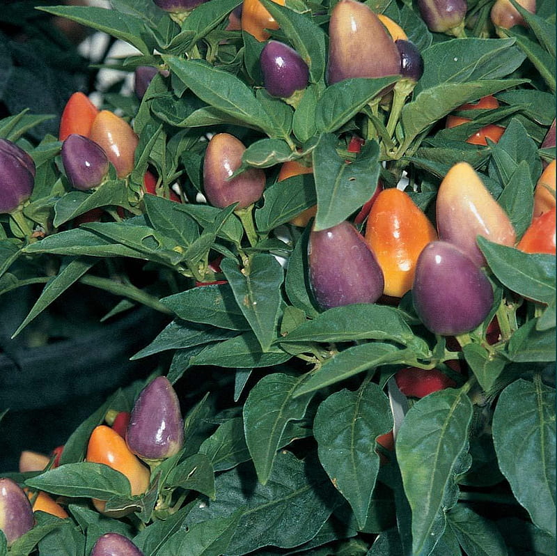 Chilli Pepper Pyramid, orange, leafe, chilli, fruit, green, purple, flower, pepper, pyramid, nature, HD wallpaper