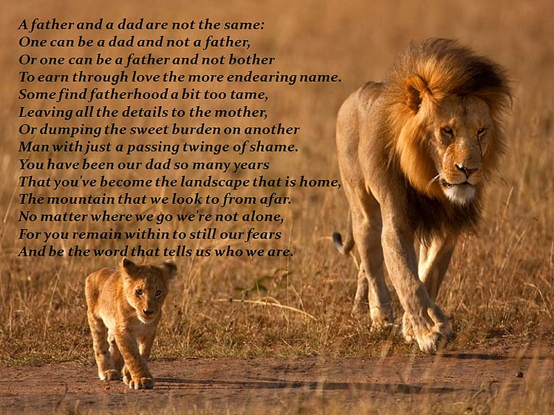 Father's poem * A Father and a Dad Are Not the Same *, dad, father quote, poem, cub, lion, HD wallpaper