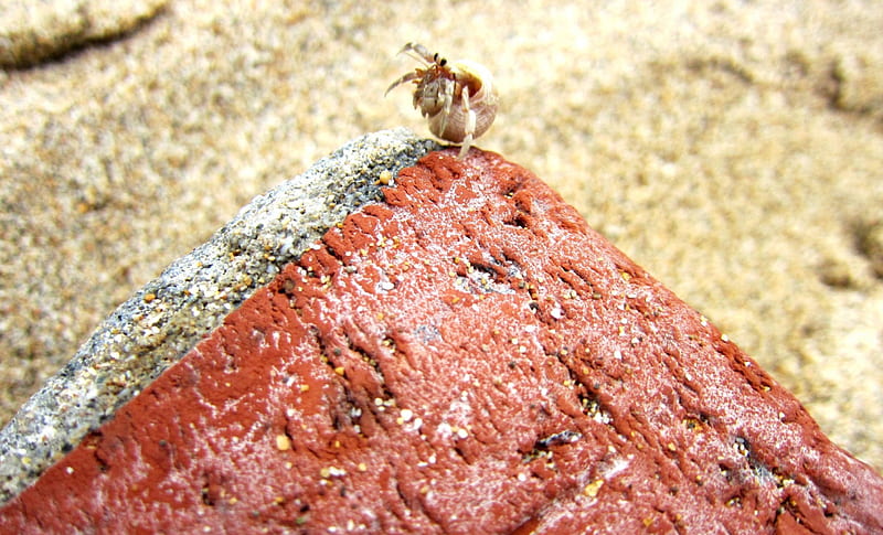 Cute little hermit crabs, little hermit crabs, cute, sand beach, masonry, HD wallpaper