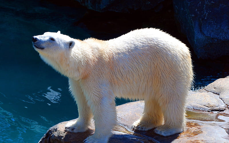 Polar Bear, zoo, bears, Ursus maritimus, white bear, HD wallpaper