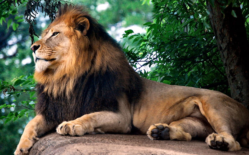Lion King at the Zoo king, bonito, lion, animal, zoo, feline, graphy, wide  screen, HD wallpaper | Peakpx