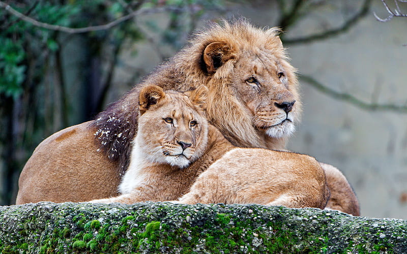 lioness and lion, wildlife, predators, pride, lions, wild cats, Africa, HD wallpaper