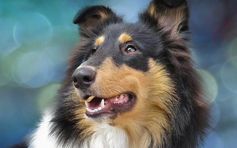 Dog Collie-Animal selection, HD wallpaper