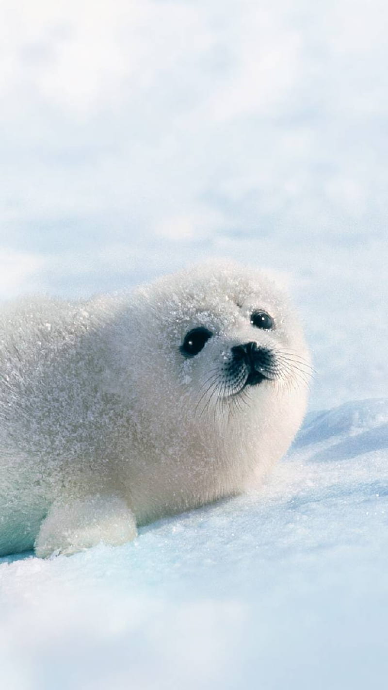 Cute seals, seals and cute, HD phone wallpaper