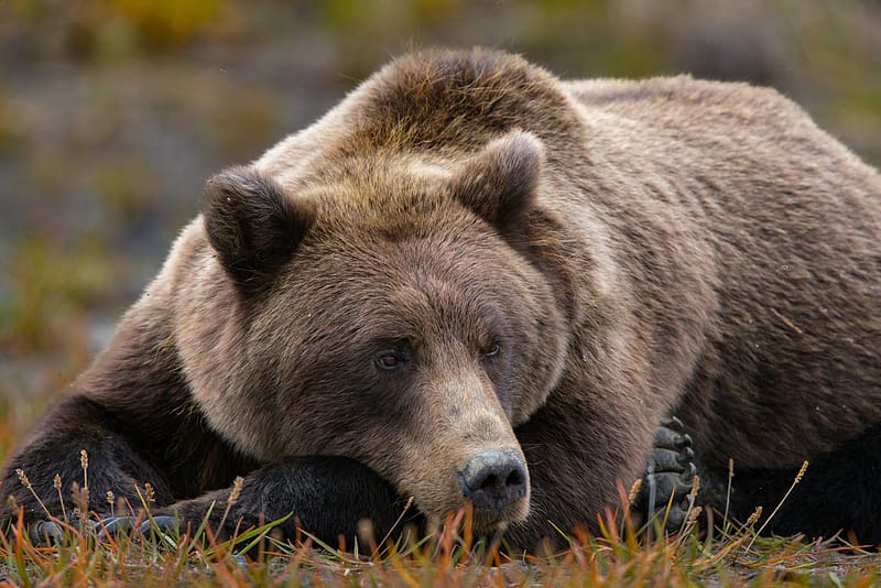 Grizzly Bear, animal, grizzly, nature, bear, HD wallpaper