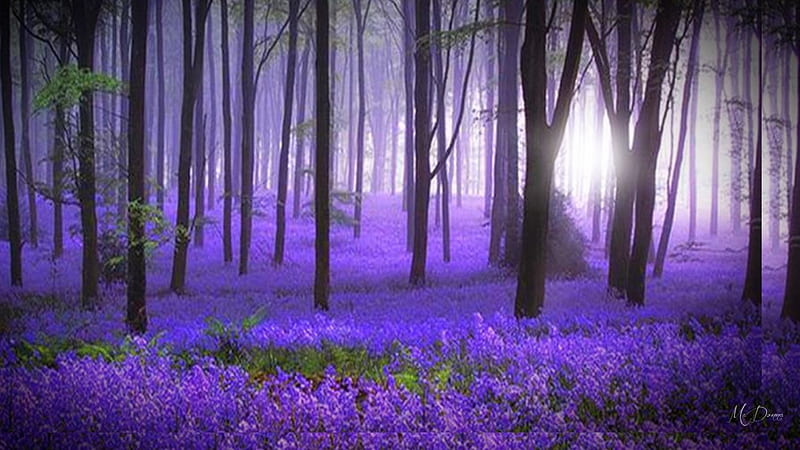 Bluebells in Morning Light, forest, ning, flowers, morning, soft, bluebells, Firefox Persona theme, light, HD wallpaper