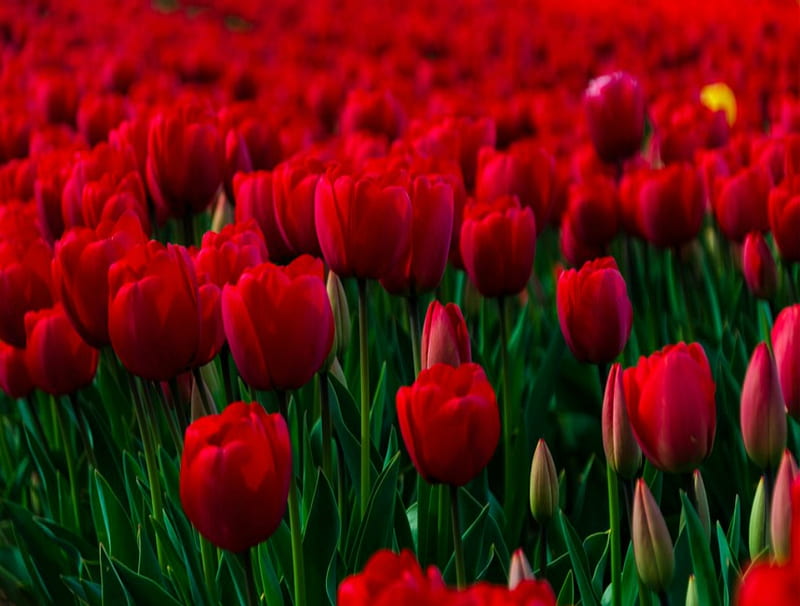 Field of tulips, Tulips, Pretty, Flowers, Nature, HD wallpaper | Peakpx