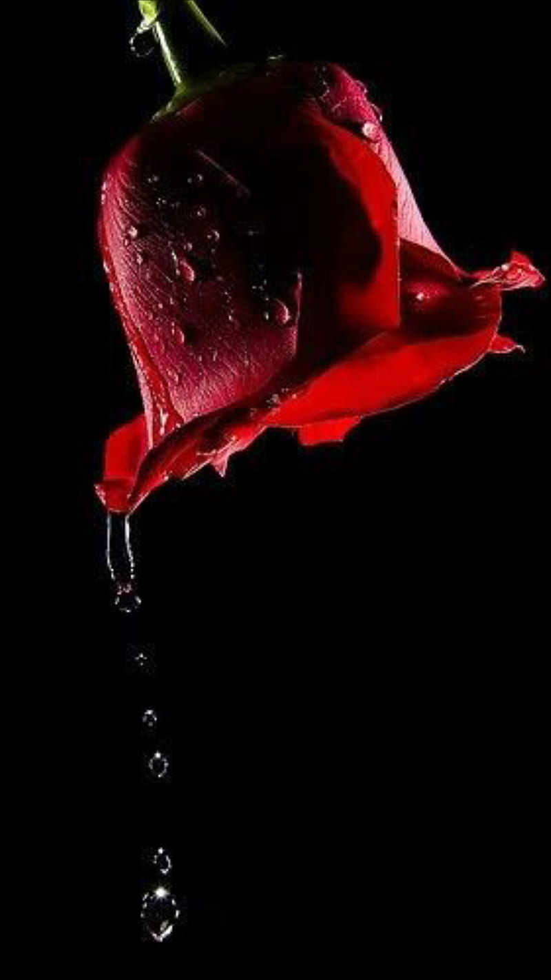 red rose, rose, flower, beauty, red, love, water, waterdrops, drops, black, HD phone wallpaper