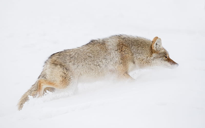 Coyote wildlife, predators, Canis latrans, Yellowstone National Park, HD wallpaper