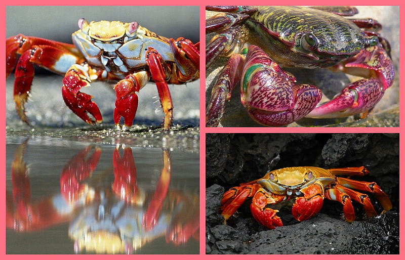 Crabs , red, cancer, zodiac, yellow, animal, crab, beach, water, purple, stone, aqua, pink, HD wallpaper