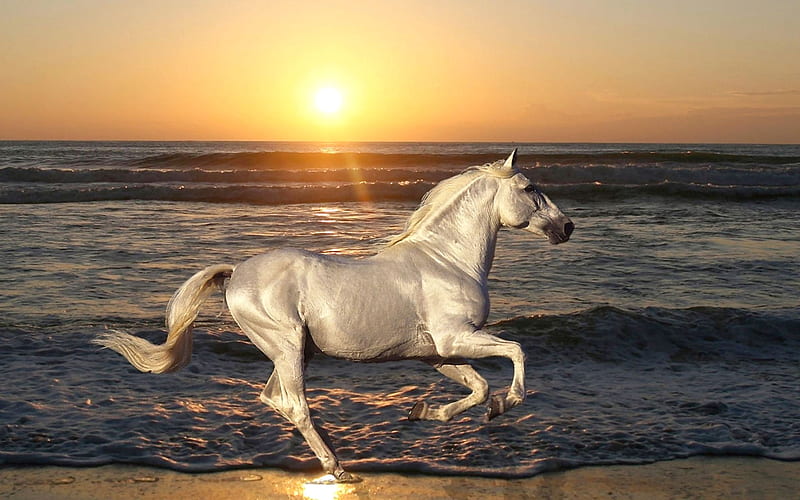 A White Horse on the Beach, equine, bonito, horse, animal, beach, graphy, wide screen, sunrise, HD wallpaper
