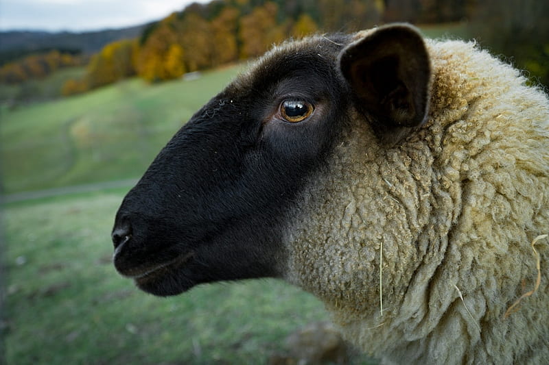 Sheep close up, Close up, Black, White, Sheep, Face, Animals, HD wallpaper