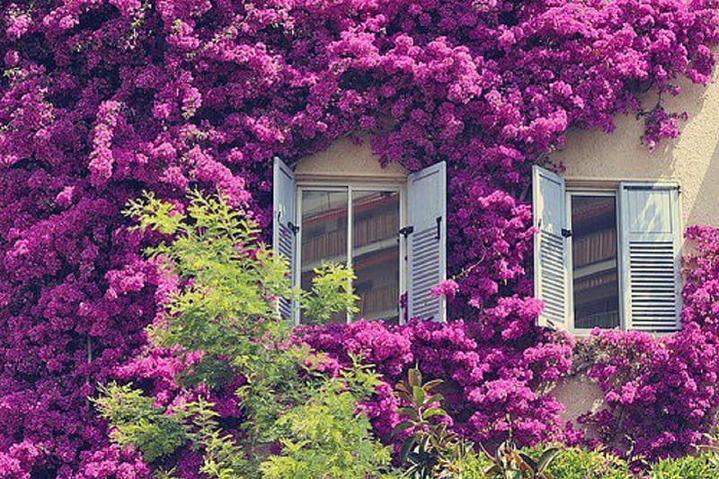 Purple Blooms Creating a Window Story, windows, flowers, purple, white shutters, HD wallpaper