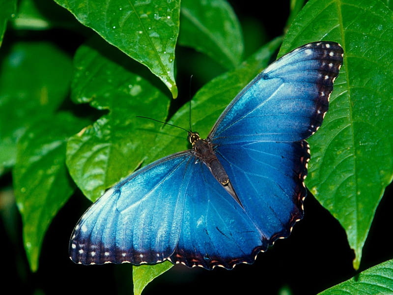 blue morpho, morpho, butterfly, blue, leaf, HD wallpaper