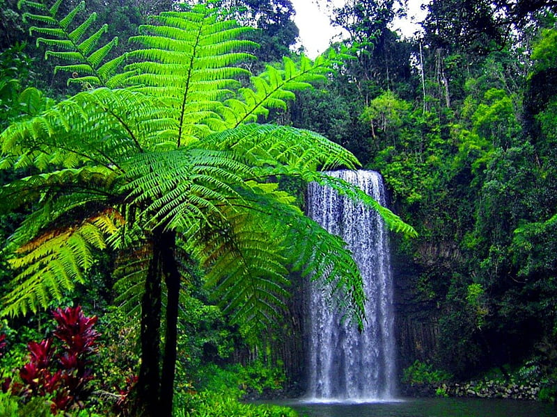 Exotic place, stream, fall, falling, palm, bonito, nice, green, waterfall,  flowers, HD wallpaper | Peakpx
