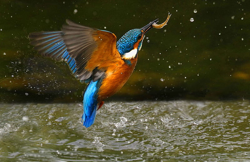 The catch, orange, black, catch, kingfisher, water, bird, white, blue, fishing, HD wallpaper