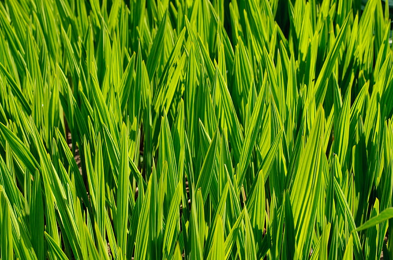 grass, macro, stem, green, HD wallpaper