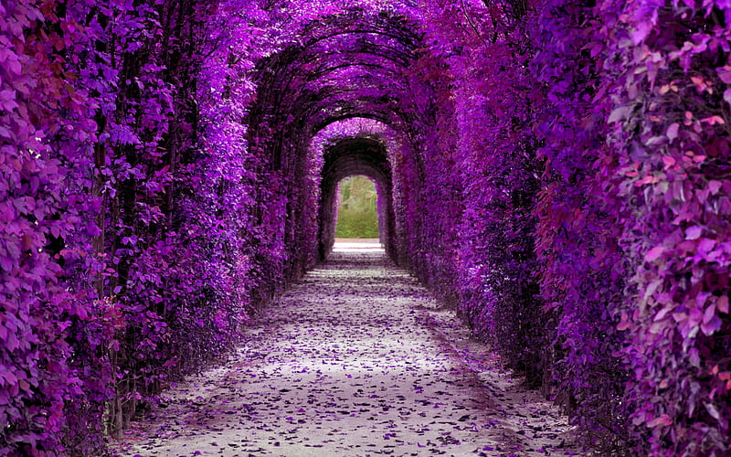 tunnel of purple flowers, flower tunnel, floral decoration, flower arch, HD wallpaper