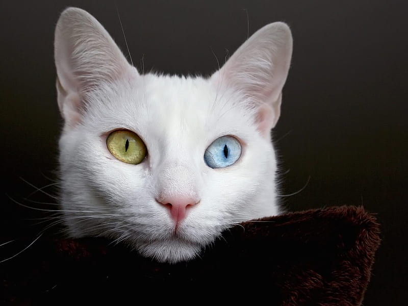 Beautiful Cat, yellow, bonito, white, cat, eyes, staring, blue, HD wallpaper